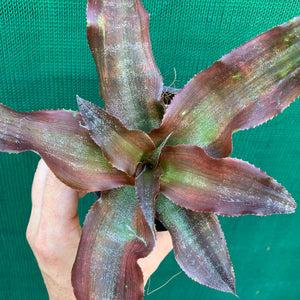 Cryptanthus - Kakadu
