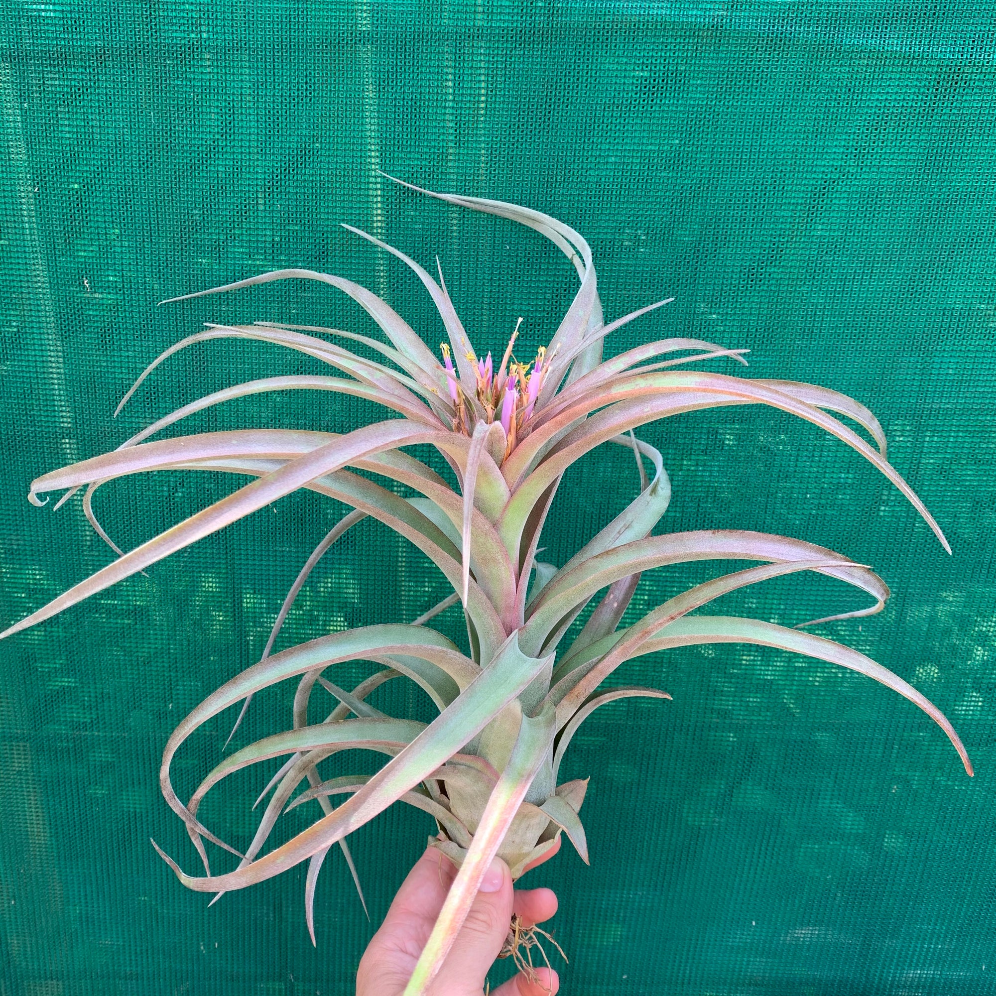 Tillandsia - L.C. ex. BH