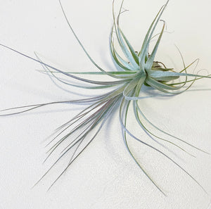 Tillandsia - gardneri (Wholesale)