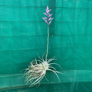 Tillandsia - straminea ex. BD (Fragrant)