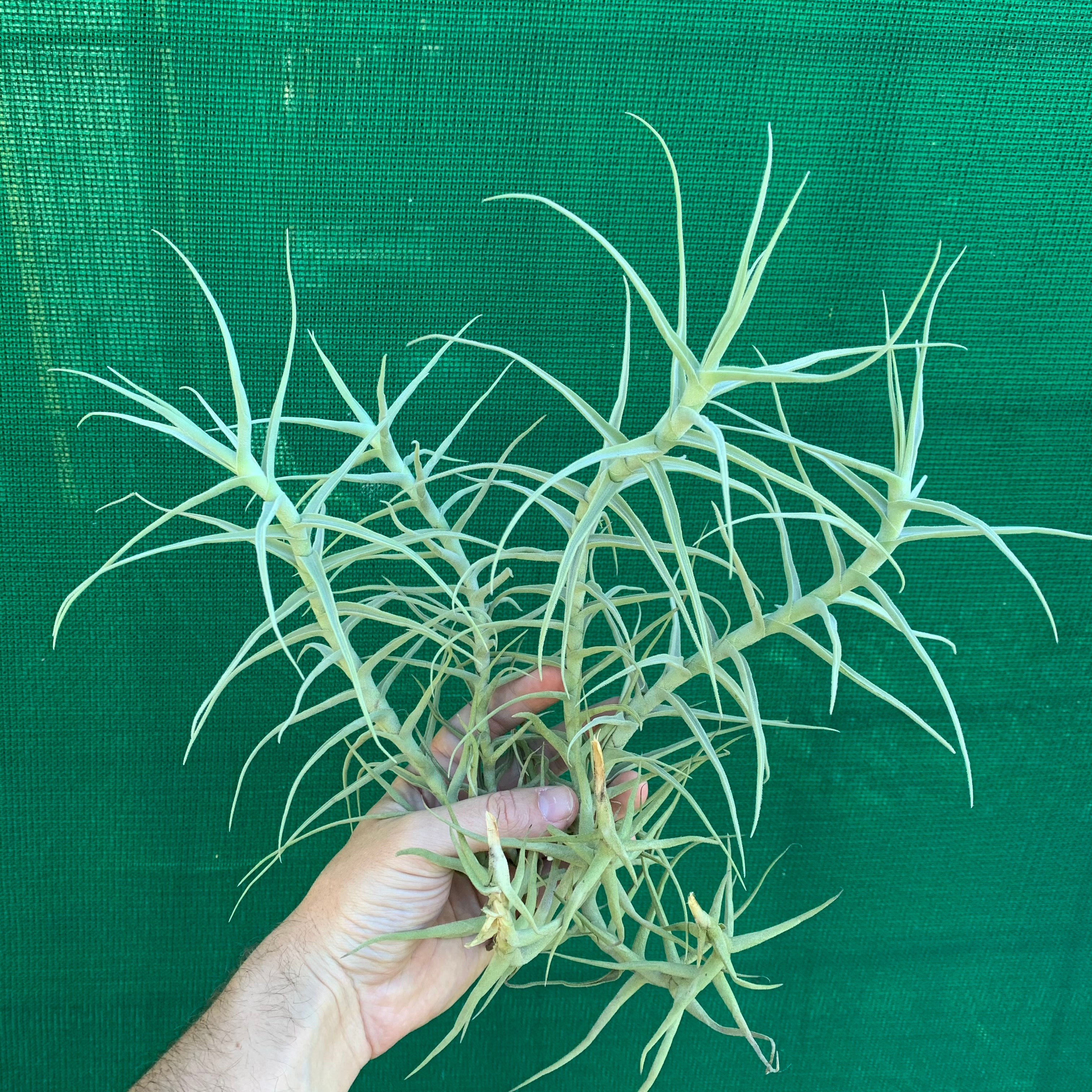 Tillandsia - paleacea - Air Plant Decor
