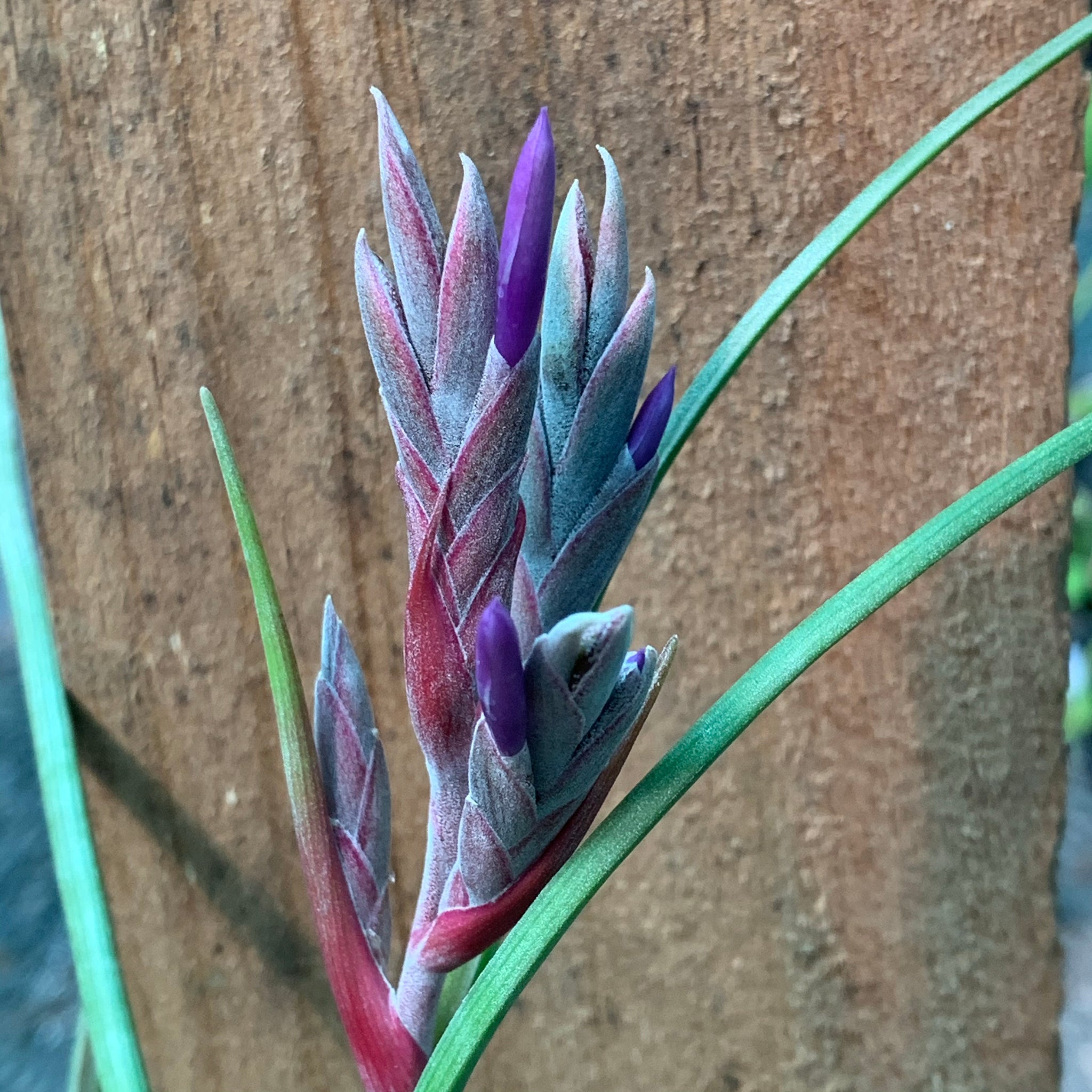 pseudobaileyi air plant Tillandsia - pseudobaileyi