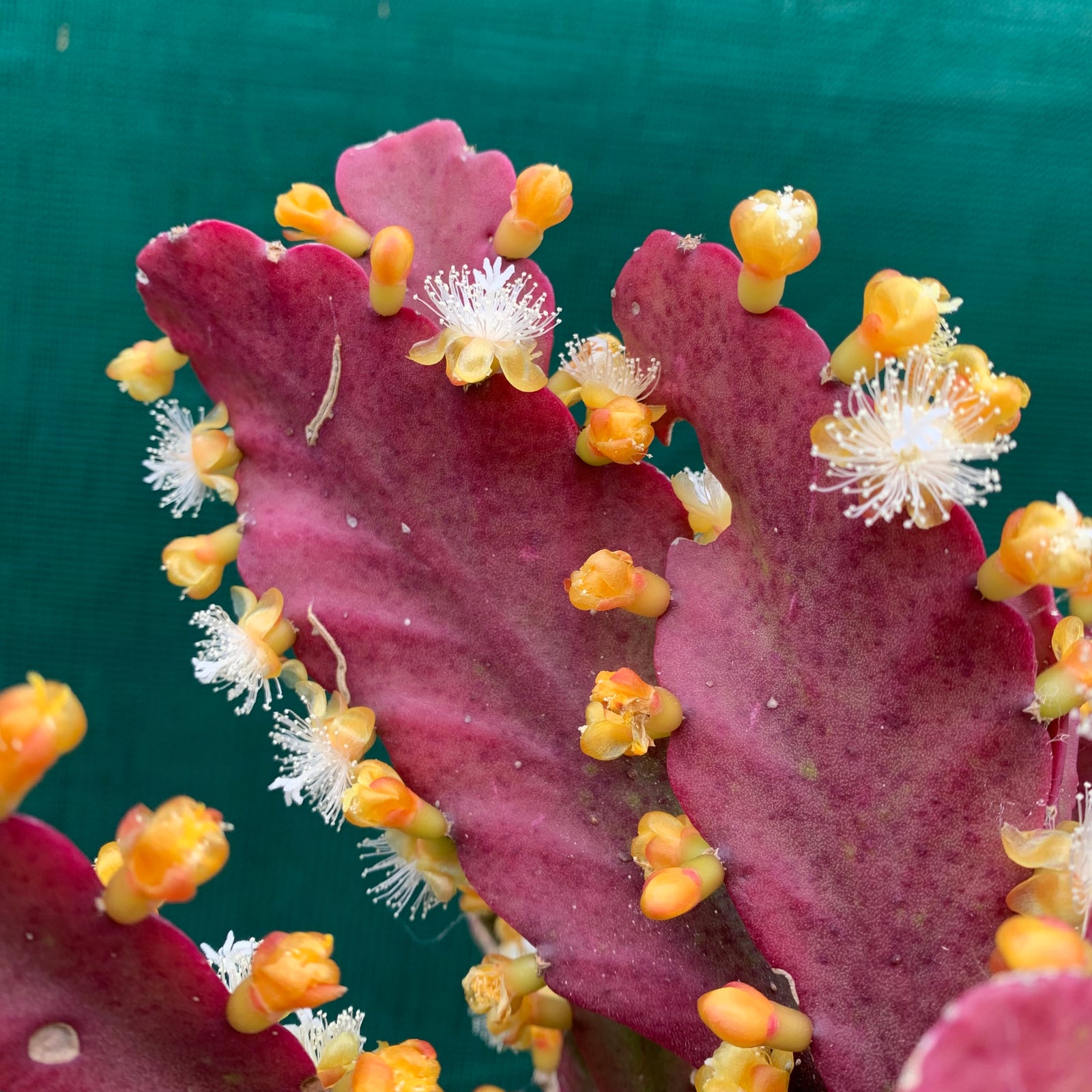 Rhipsalis pachyptera - R33