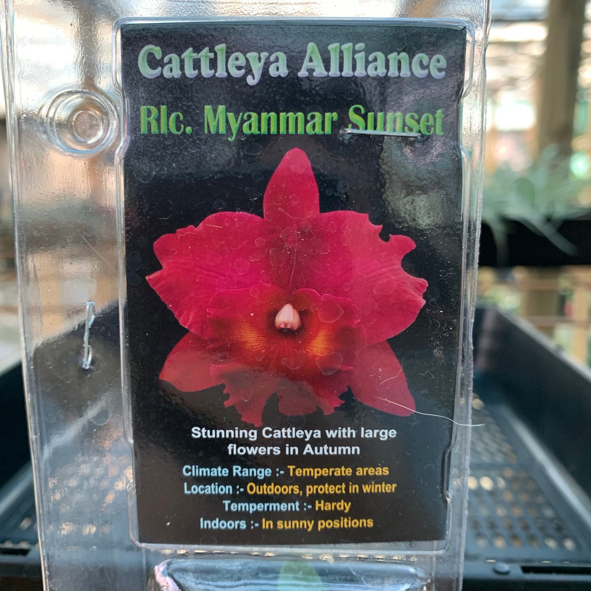 Orchid - Cattleya Alliance ‘Rlc. Myanmar Sunset’