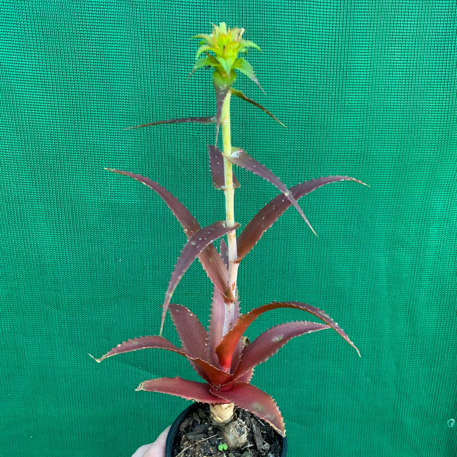 Orthophytum ‘Starlite’