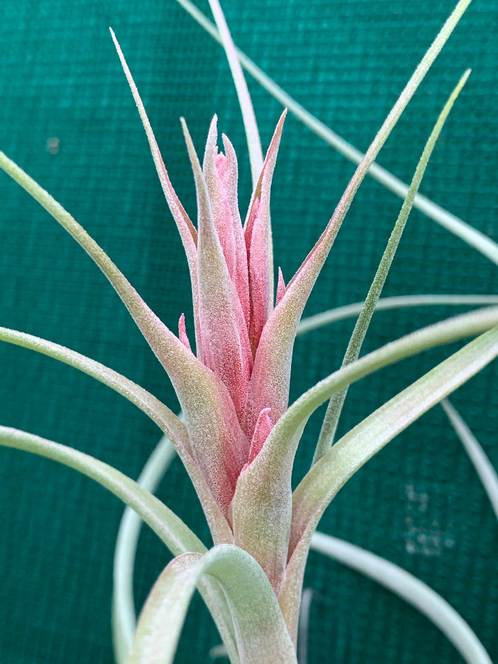 Tillandsia - Heather’s Blush