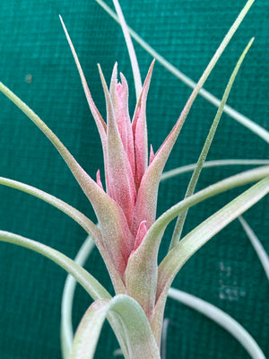 Tillandsia - Heather’s Blush