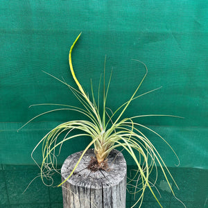 Tillandsia - aff rodrigueziana ‘Yellow’ ex. Richter