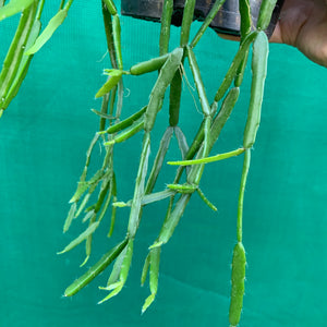 Rhipsalis micrantha - R46