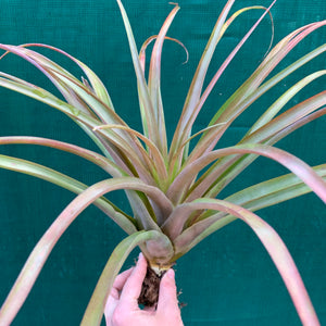 Tillandsia - Capitata ‘Pink’ ex. NR