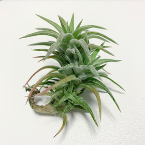 Tillandsia - vanhyningii ex. CC