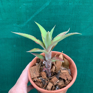 Cryptanthus - Ruby Ryde