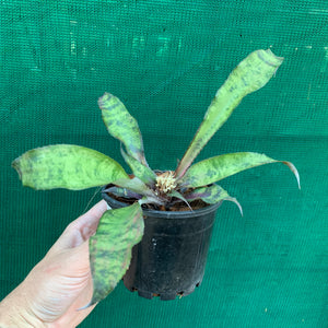 Cryptanthus - Jade