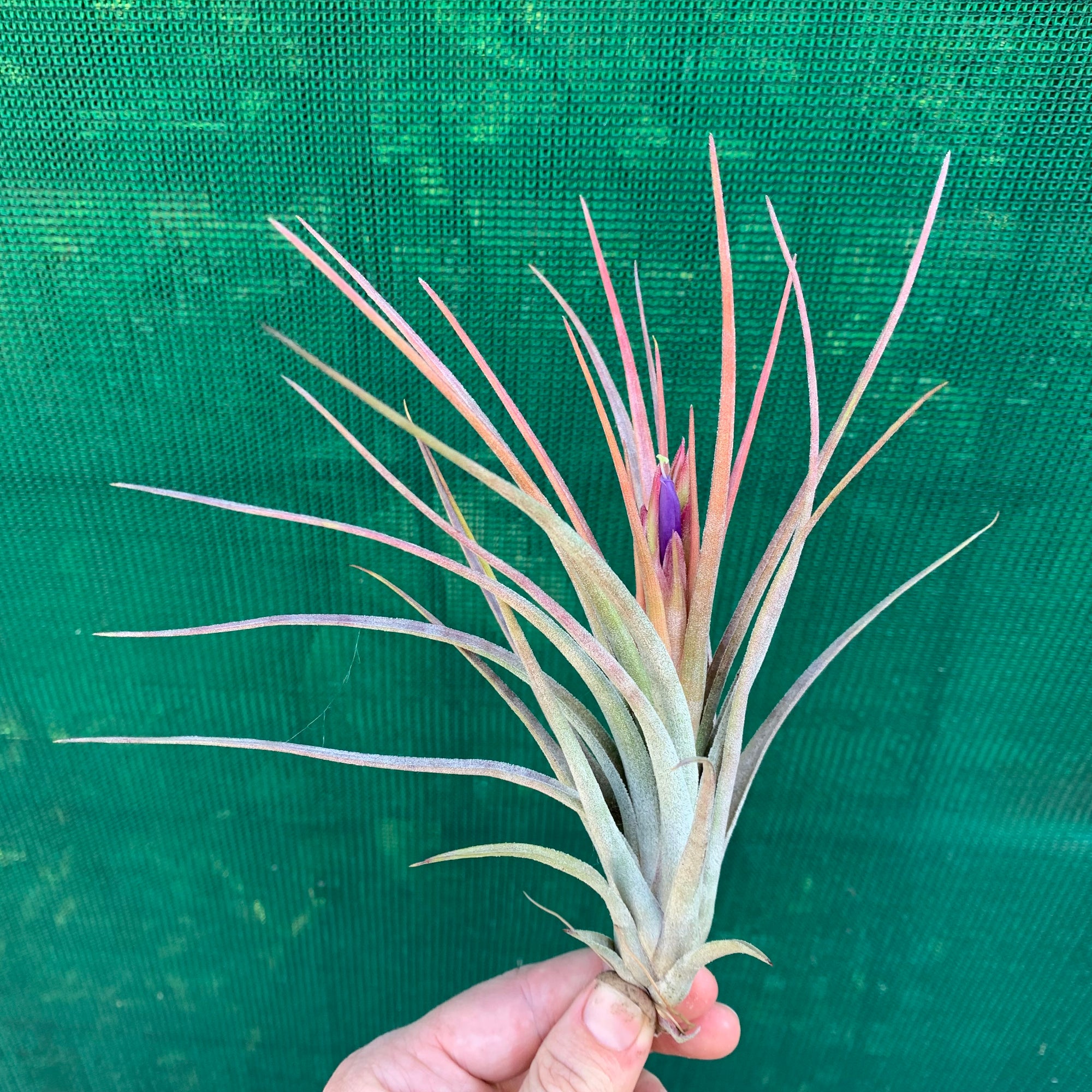 Tillandsia - Califano ‘PB20’