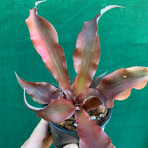 Cryptanthus - Don Garrison
