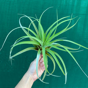 Tillandsia - Betty