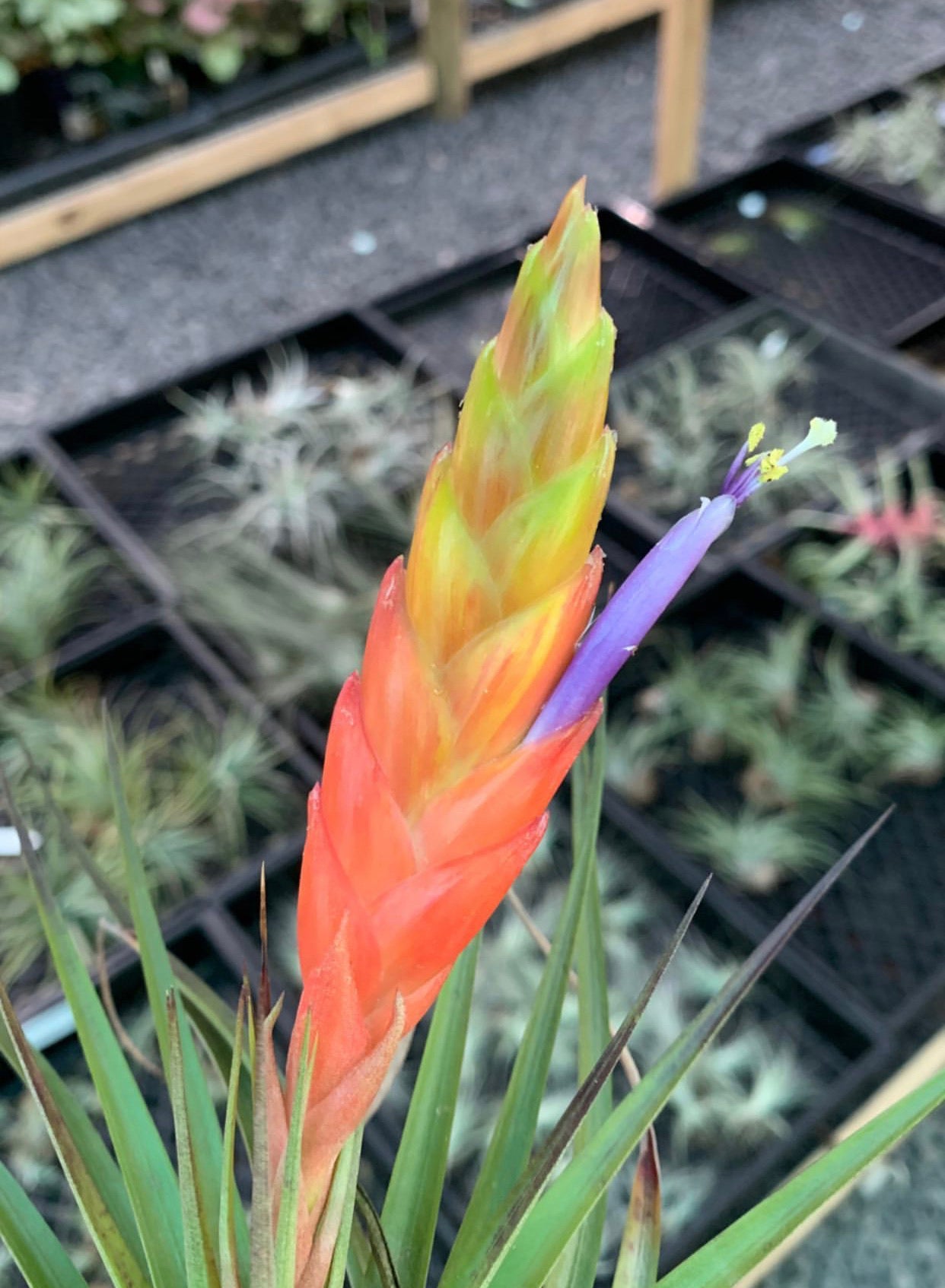 Tillandsia - rhomboidea ex. OM