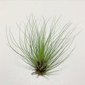 Tillandsia - filifolia