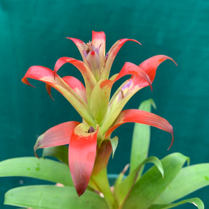 Tillandsia - leiboldiana ‘Red Form’ ex. PT