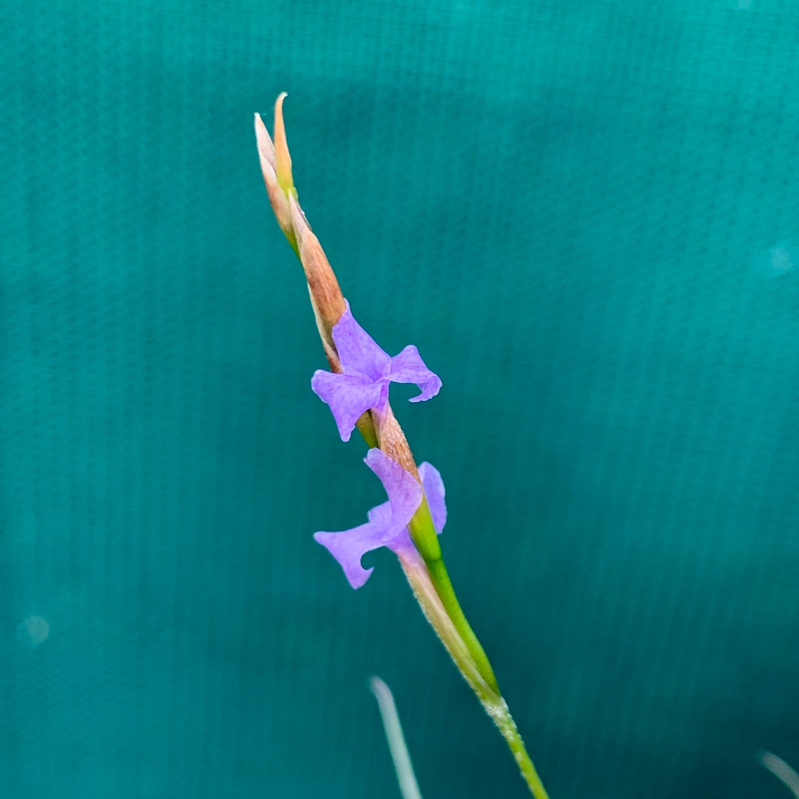 Tillandsia - bandensis (Fragrant)