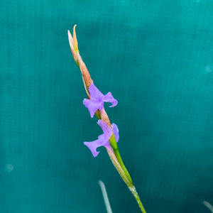 Tillandsia - bandensis (Fragrant)