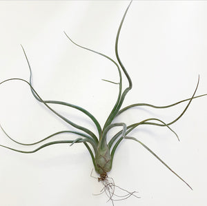 Tillandsia - Pseudobaileyi (Wholesale)