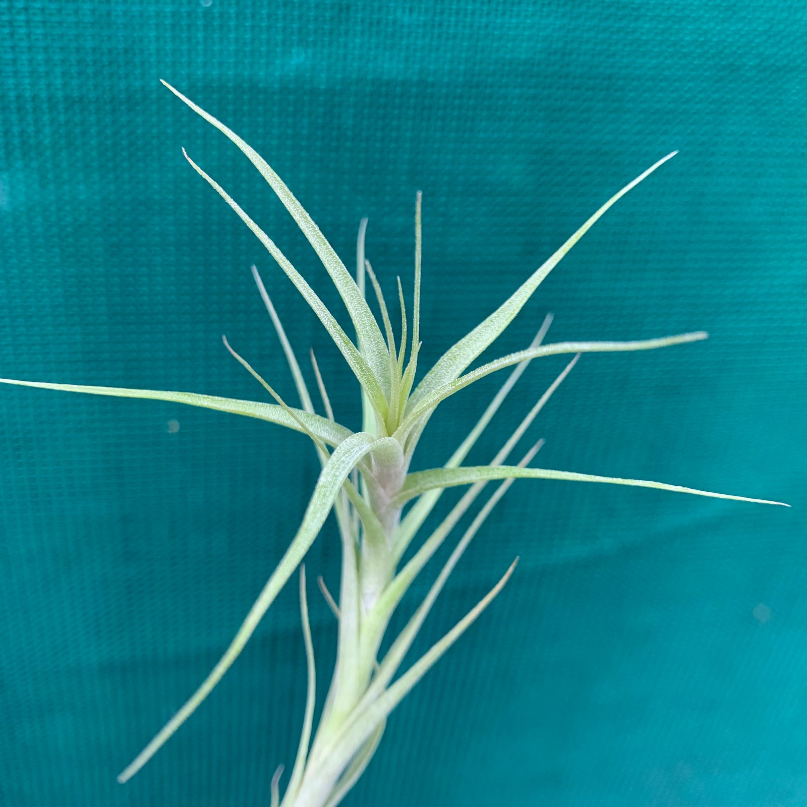 Tillandsia - chartacea