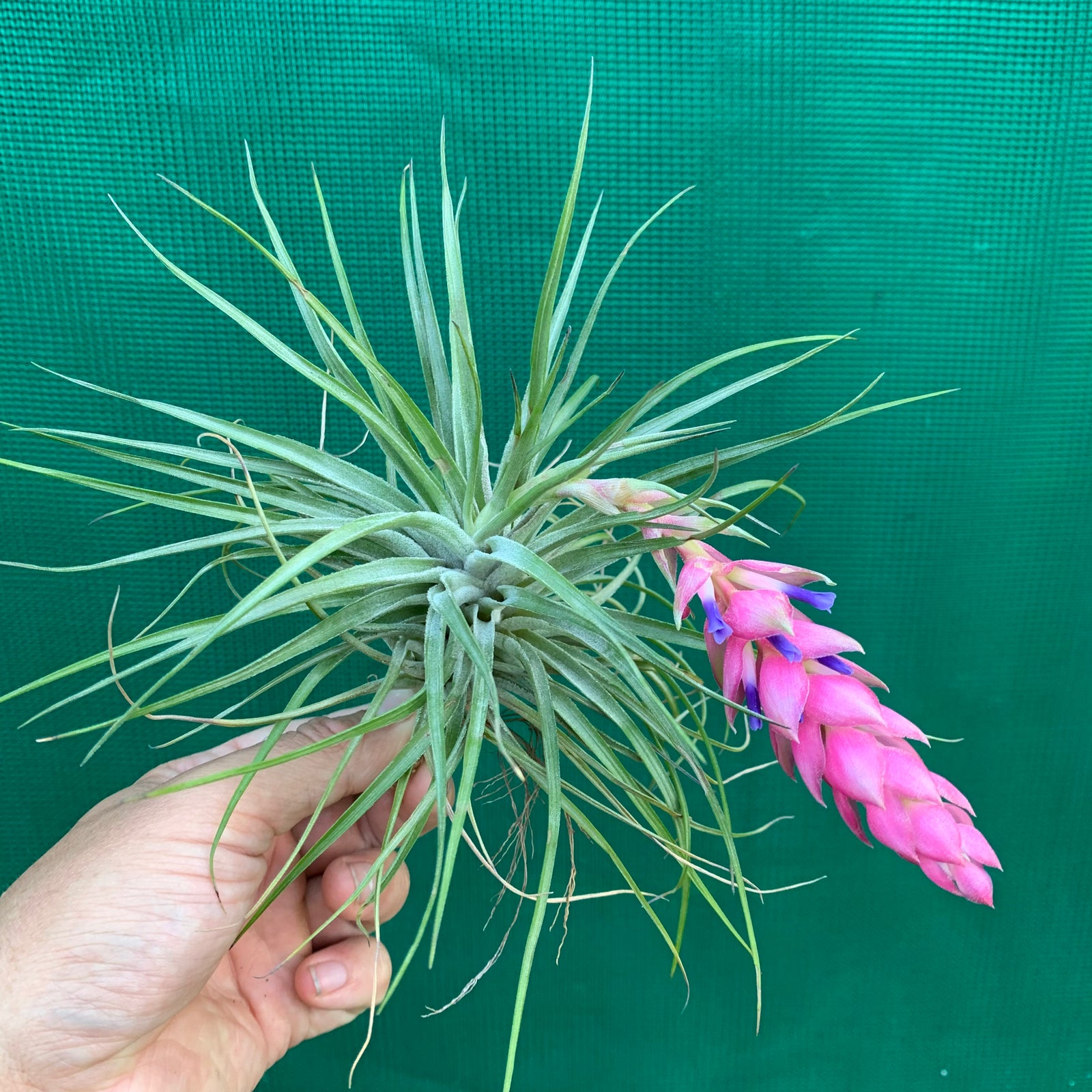 Tillandsia - Cotton Candy ‘Green Form’