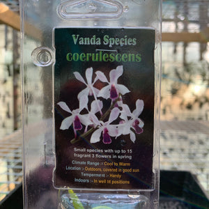 Orchid - Vanda Species ‘Coerulescens’