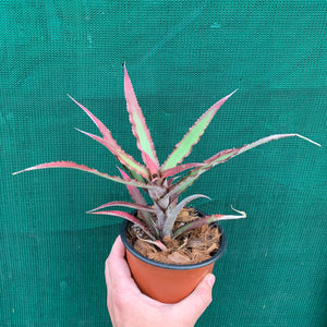 Cryptanthus - Ruby Ryde