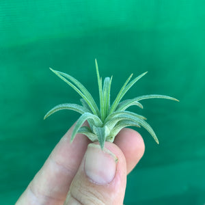 Tillandsia - ionantha ‘APD004’