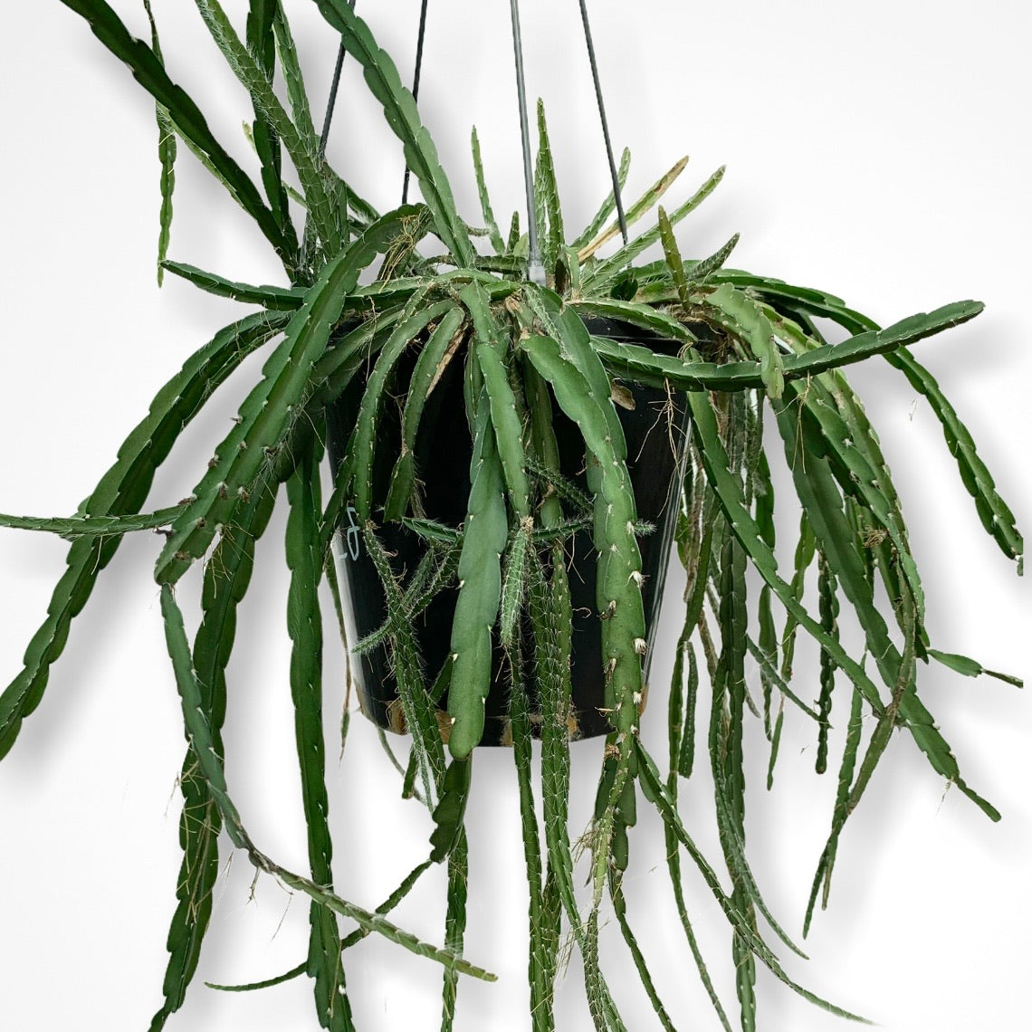 Lepismium Cruciforme Pink - R40