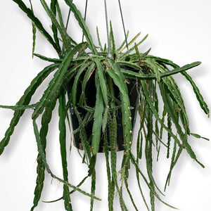 Lepismium Cruciforme Pink - R40
