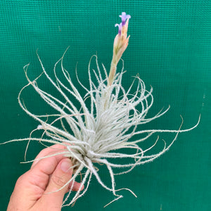 Tillandsia - Tectorum ‘Enano’