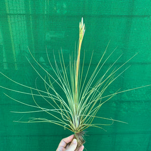 Tillandsia - juncea