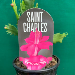 Zygocactus Saint Charles