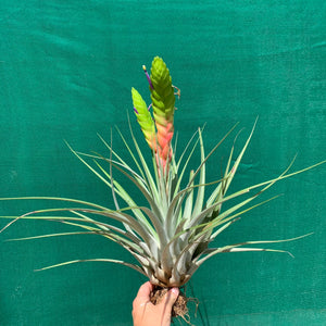 Tillandsia - jaliscomonticola