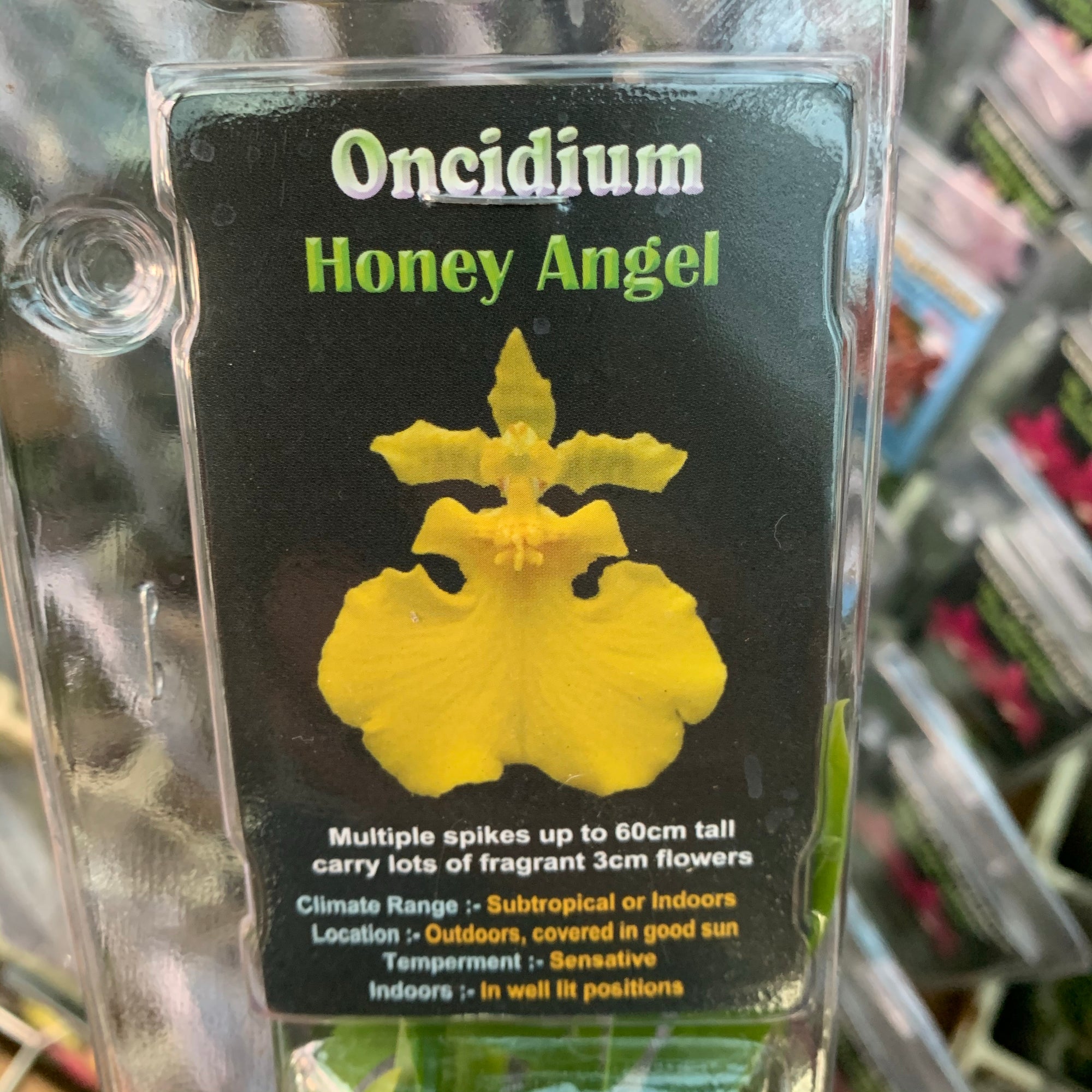 Orchid - Oncidium ‘Honey Angel’