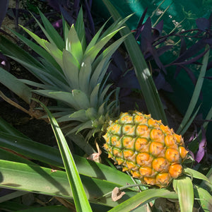 Pineapple ‘Pure Gold’ 73-50