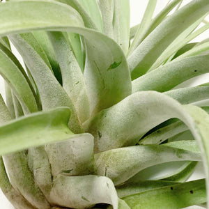 Tillandsia - Betty