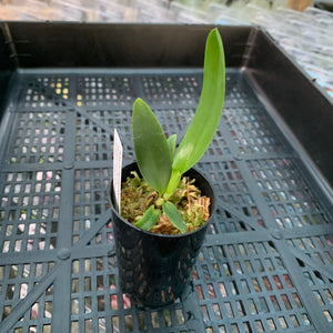 Orchid - Cattleya Mericlone ‘Rlc. Thacsina Candy’