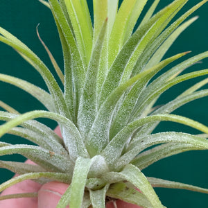 Tillandsia - ionantha 'Large Yellow’ ex. RB