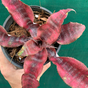 Cryptanthus - Anne Collings