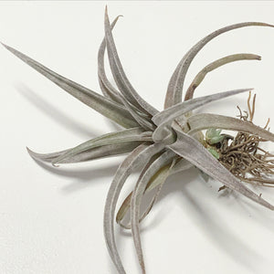 Tillandsia - chiapensis