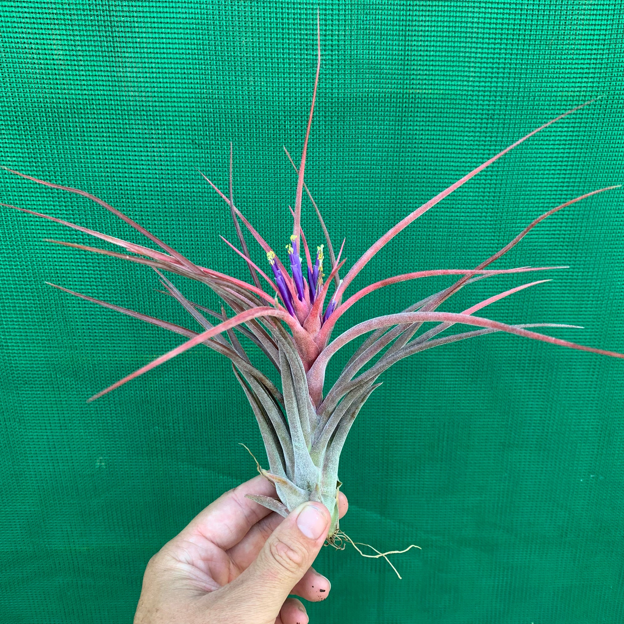 Tillandsia - Success Story ex. RFI - Air Plant Decor