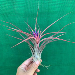 Tillandsia - Success Story ex. RFI