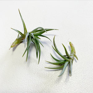 Tillandsia - Cocoensis