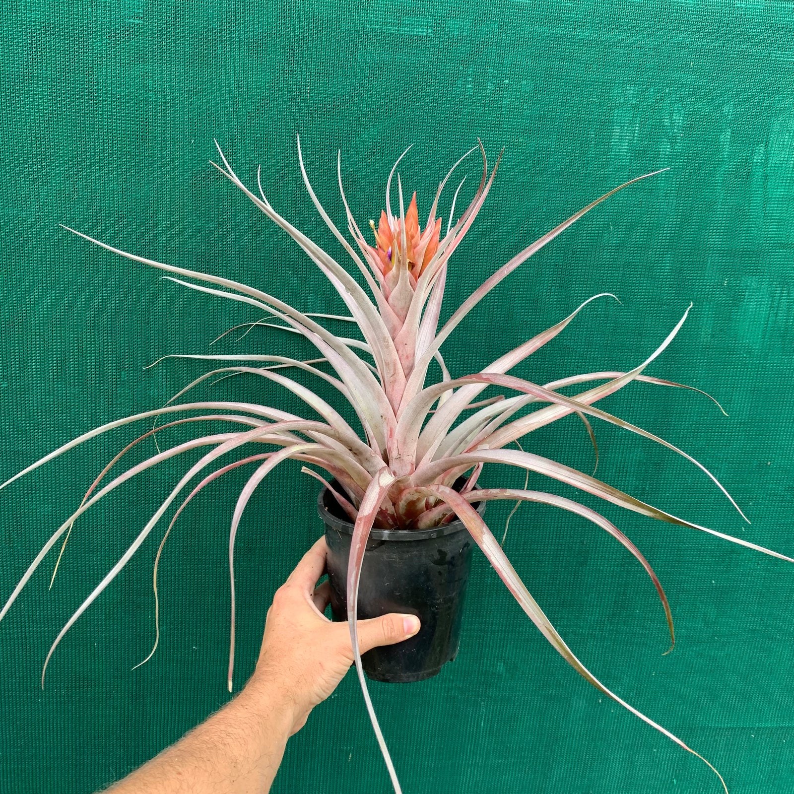 Tillandsia - Nellie Rose