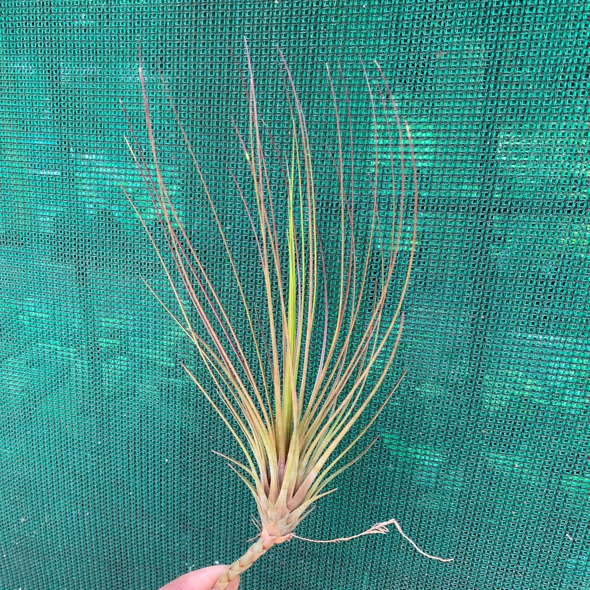 juncifolia air plant Tillandsia - juncifolia
