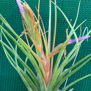 Tillandsia - Orange Crush